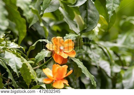 Flower Of A Leaf Cactus, Leuenbergeria Bleo