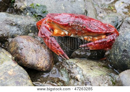 Kırmızı Rock Crab düşük Tide at
