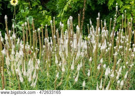 Culvers Root (veronicastrum Virginicum) Flowers