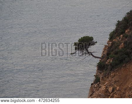 Pine Growing On A Cliff In The Sierra De Irta, Peñíscola, Spain.