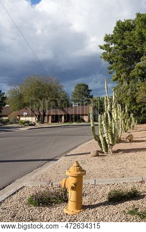 Yellow Water Hydrand On Xeriscaped Road Side With Totem Pole Cacti Along With Other Drought Tolleran