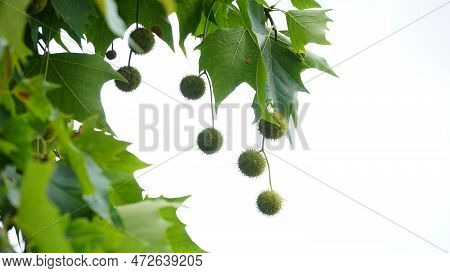 Leaves And Fruits Of Platanus Occidentalis, Also Known As American Sycamore. Leaves And Fruits Of Pl