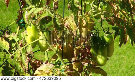 Roma Tomato Plant In A Planter With Green Fruit And Multi-colour Leaves