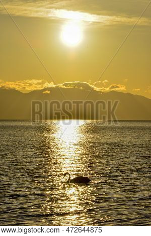 Swans Swim In The Golden Morning Light Of Tarim Lake