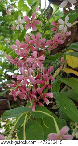 Flowers, Nature, Leaves, Pink Flowers, Nature Lover
