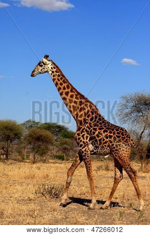 Girafe