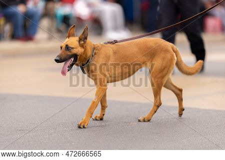 Laredo, Texas, Usa - February 19, 2022: The Anheuser-busch Washington's Birthday Parade, Members Of 