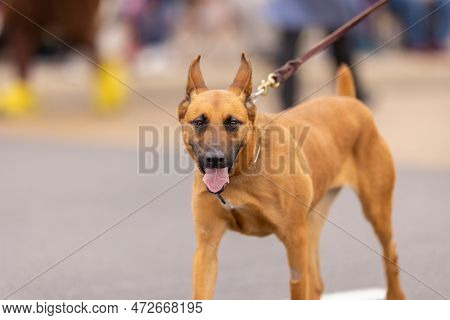 Laredo, Texas, Usa - February 19, 2022: The Anheuser-busch Washington's Birthday Parade, Members Of 