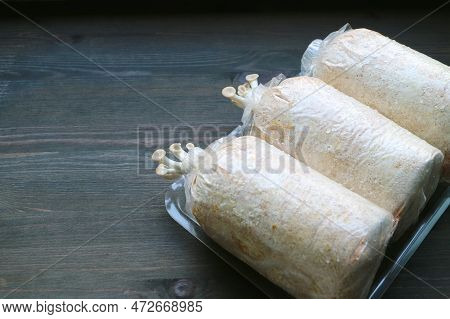 Pin Heads Of Oyster Mushrooms Of The First Flush Growing Out Of The Spawn Bags