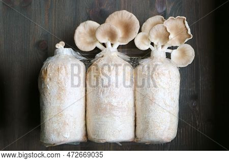 The Oyster Mushrooms (pleurotus Pulmonarius) Growing In Different Stages