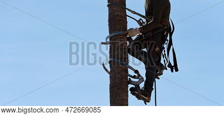Man Working At The Top Of A Palm Tree. Worker Who Pruning Palm Trees In Harness Trims. Cleaning And 