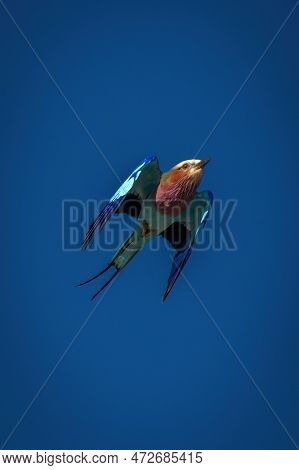 Lilac-breasted Roller Flies Across Perfect Blue Sky