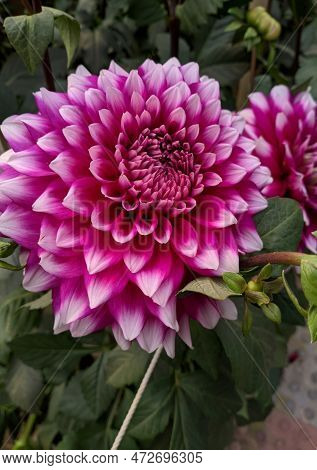 Beautiful Pink Dahlia Flower With Blur Background At Jessore, Bangladesh. Selective Focus