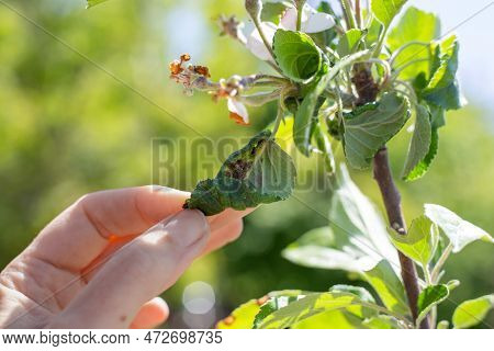Sick Twisted Leaves Of Fruit Trees With A Colony Of Black Aphids Discovered By A Gardener.