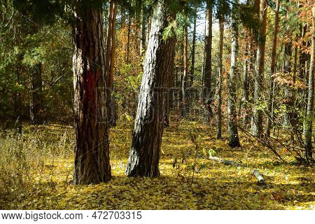 Two Pine Trunks In A Dense Thicket Of An Autumn Forest On A Sunny Day