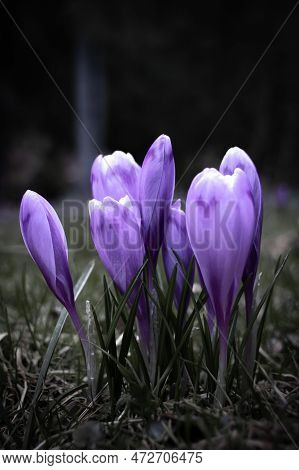 Crocus Flower With Shallow Dof Of Field In Springtime. Beautiful And Creative Composition Of A Group