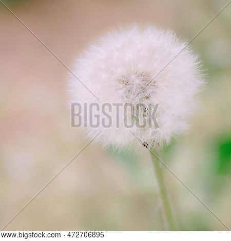 Unexploded Spring Dandelions In The Blurred Background