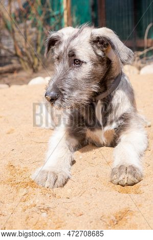 Six Month Old Irish Wolfhound.portrait Of Irish Wolfhound Puppy. Happy Dog, Pet Concept