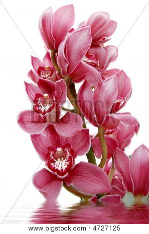 Orchidea