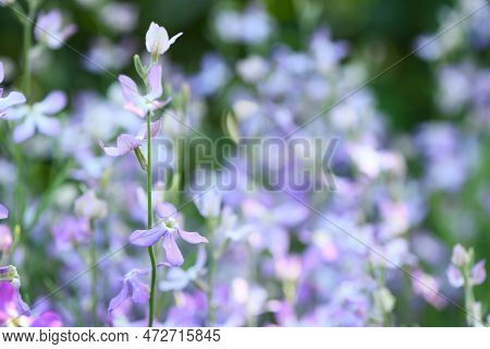 Mattiola Pink. Wild Orchid. The Concept Of Gardening, Gardening, Hobby, With Their Hands, Growing Fl
