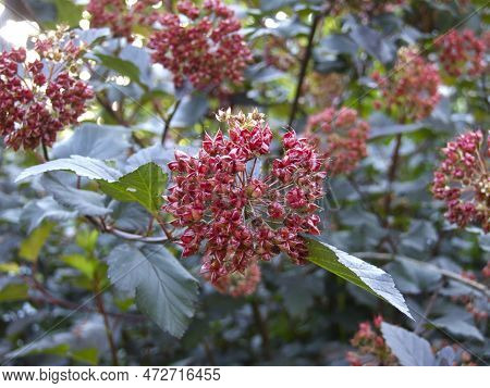 Viburnum Pemphigus (physocarpus Opulifolius, Spiraea Opulifolius) Produces Red Seeds In Autumn