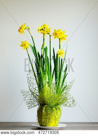 Small Yellow Daffodils In A Pot Covered With Yellow Paper And Decorative Mesh On A Light Background,