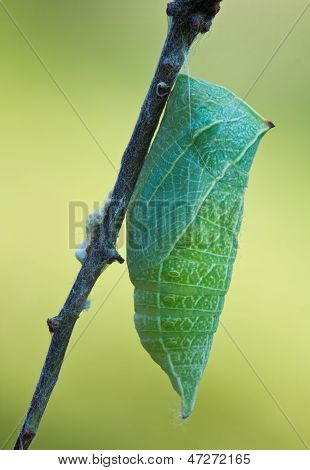Kokon der Schmetterling