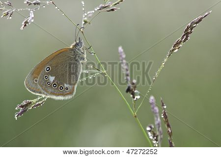 Coenonympha Glycerion motyl na roślina w naturze