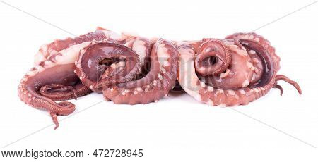 Squid Tentacles Isolated On White Background. Fresh Raw Gigant Squid.