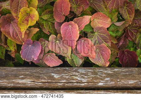 Persian Epimedium Rubrum. Bishop's Cap Or Barrenwort Plant With A Wooden Background. Epimedium X Rub