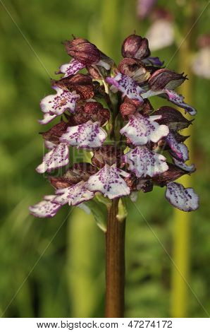 Lady Orchid Closeup