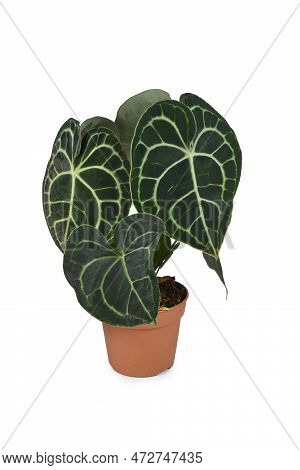 Laceleaf Houseplant In Flower Pot. Botanic Name 'anthurium Clarinervium'