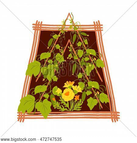 Vegetable Bed To Grow Cucumbers In The Garden Or Farm. Isolated Gardening Illustration In Watercolor