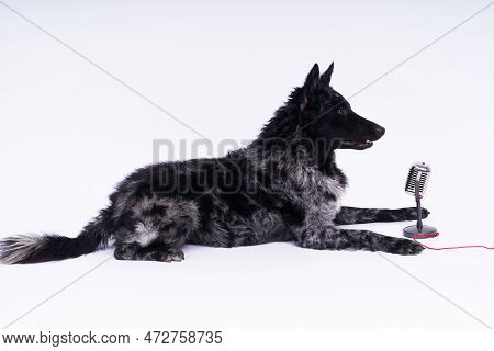 Mudi Dog With Microphone On White Studio Background