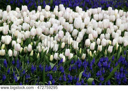 A Meadow With A Thousand White Tulips And Blue Flowers In The Foreground In Goztepe Park During The 