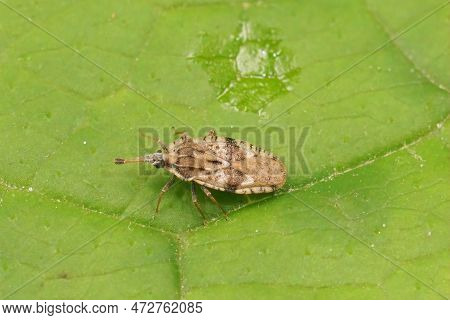 Natural Closeup On The Grey-brown Thistle Plant Parasite Lacebug , Tingis Cardui