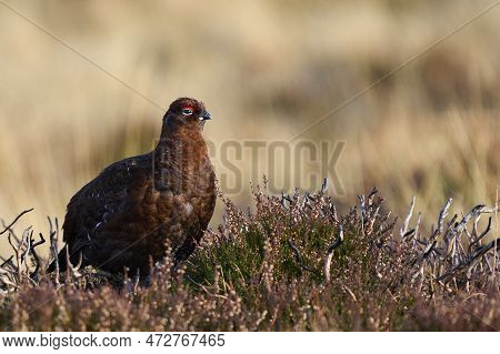 Red Grouse (lagopus Lagopus) On A Grouse Moor In The Highlands Of Scotland, United Kingdom.