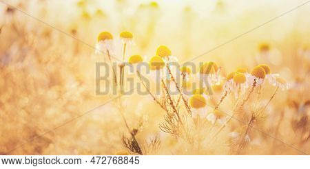 Amazing Sunrise Above Blooming Wild Flowers Matricaria Chamomilla Or Matricaria Recutita Or Chamomil