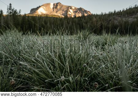 Dew Clings To The Grasses In The Shadows Below Lassen Peak In Lassen Volcanic National Park