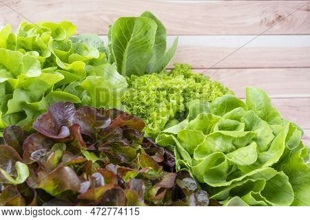Group Of Hydroponic Vegetables On Wooden Background. Green Butter Head, Red Oak, Green Oak, Green Co