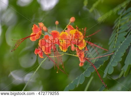 Caesalpinia Close Up Red And Yellow Flowers With Green Leave