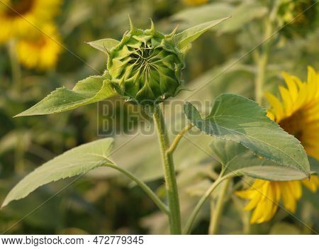 Green Sunflower Bud With Leaves Close-up Photo. Yellow Flower Bud With Green Leaves Sunshine And Wit