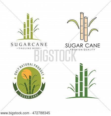Natural Sweet Sugar Cane Plant Logo Template.