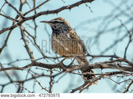 This Cactus Wren Perched In A Thorn Covered Bush In The New Mexico Desert Scrub.
