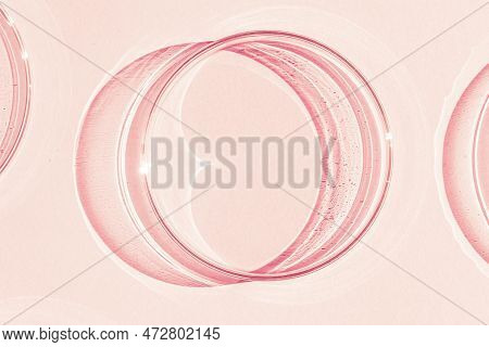 Petri Dish. On A Pink Background.petri Dishes. On A Pink Background. Petri Dish.