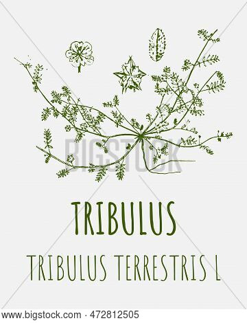 Drawings Of Tribulus. Hand Drawn Illustration. Latin Name Tribulus Terrestris L.