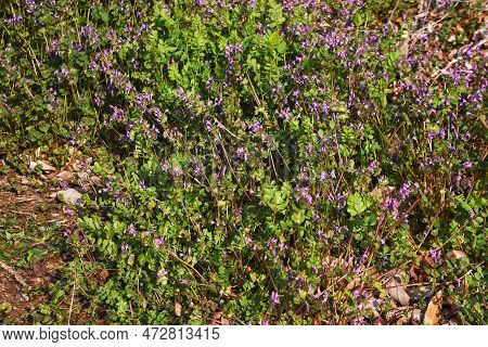 The Henbit Flowers. Lamiaceae Biennial Weed. Grows On Roadsides And Along The Banks Of Fields, And B