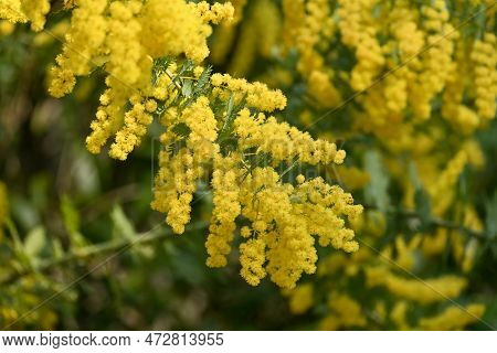 Cootamundra Wattle ( Acacia Baileyana ) Flowers. Fabaceae Evergreen Tree Native To Australia. Yellow