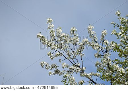 Japanese Sand Pear ( Pyrus Pyrifolia ) Flowers. Beautiful White Flowers Bloom From April To May, And
