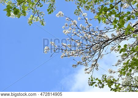 Japanese Sand Pear ( Pyrus Pyrifolia ) Flowers. Beautiful White Flowers Bloom From April To May, And